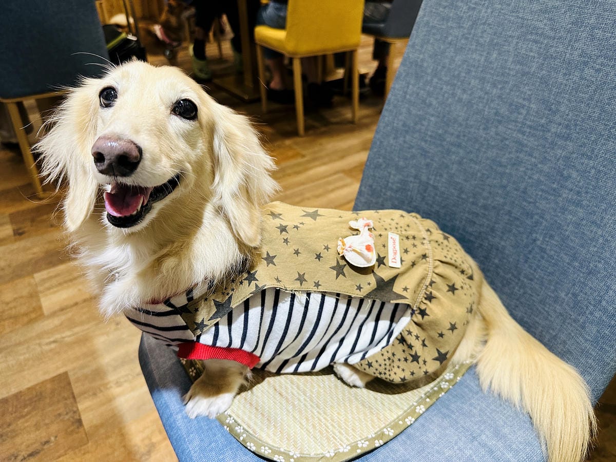 【私嚐の吃飯-北大店】超人氣咖喱手作飯北大特區餐廳推薦新北樹林寵物友善餐廳推薦!小咪咪吃高級寵物牛排餐