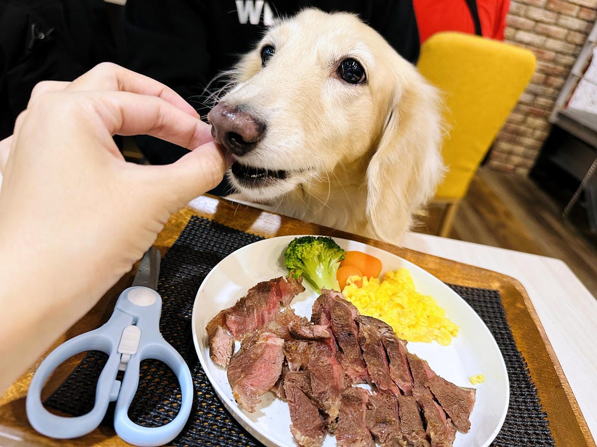 【私嚐の吃飯-北大店】超人氣咖喱手作飯北大特區餐廳推薦新北樹林寵物友善餐廳推薦!小咪咪吃高級寵物牛排餐