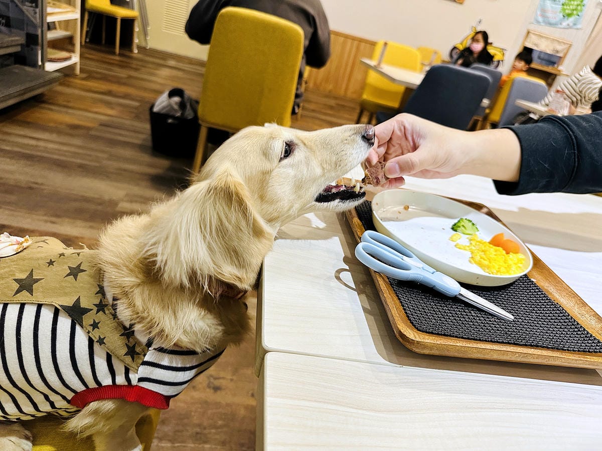 【私嚐の吃飯-北大店】超人氣咖喱手作飯北大特區餐廳推薦新北樹林寵物友善餐廳推薦!小咪咪吃高級寵物牛排餐