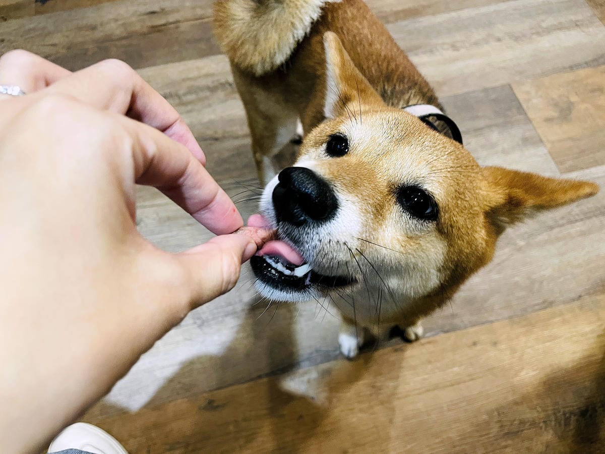 【私嚐の吃飯-北大店】超人氣咖喱手作飯北大特區餐廳推薦新北樹林寵物友善餐廳推薦!小咪咪吃高級寵物牛排餐
