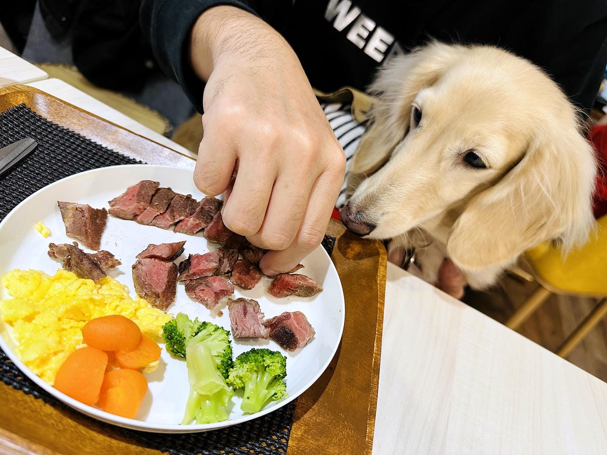 【私嚐の吃飯-北大店】超人氣咖喱手作飯北大特區餐廳推薦新北樹林寵物友善餐廳推薦!小咪咪吃高級寵物牛排餐