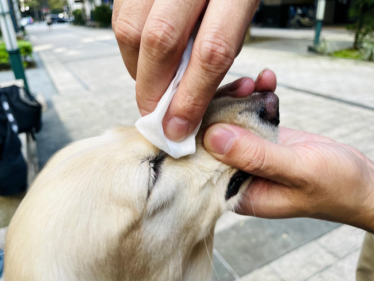 【寵物清潔用品開箱】加『厚』寵物專用濕巾推薦!「高含水量」貓狗都能用清潔濕紙巾