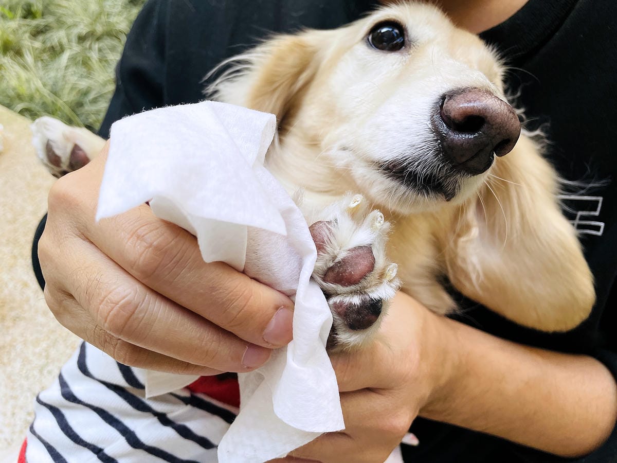 【寵物清潔用品開箱】加『厚』寵物專用濕巾推薦!「高含水量」貓狗都能用清潔濕紙巾