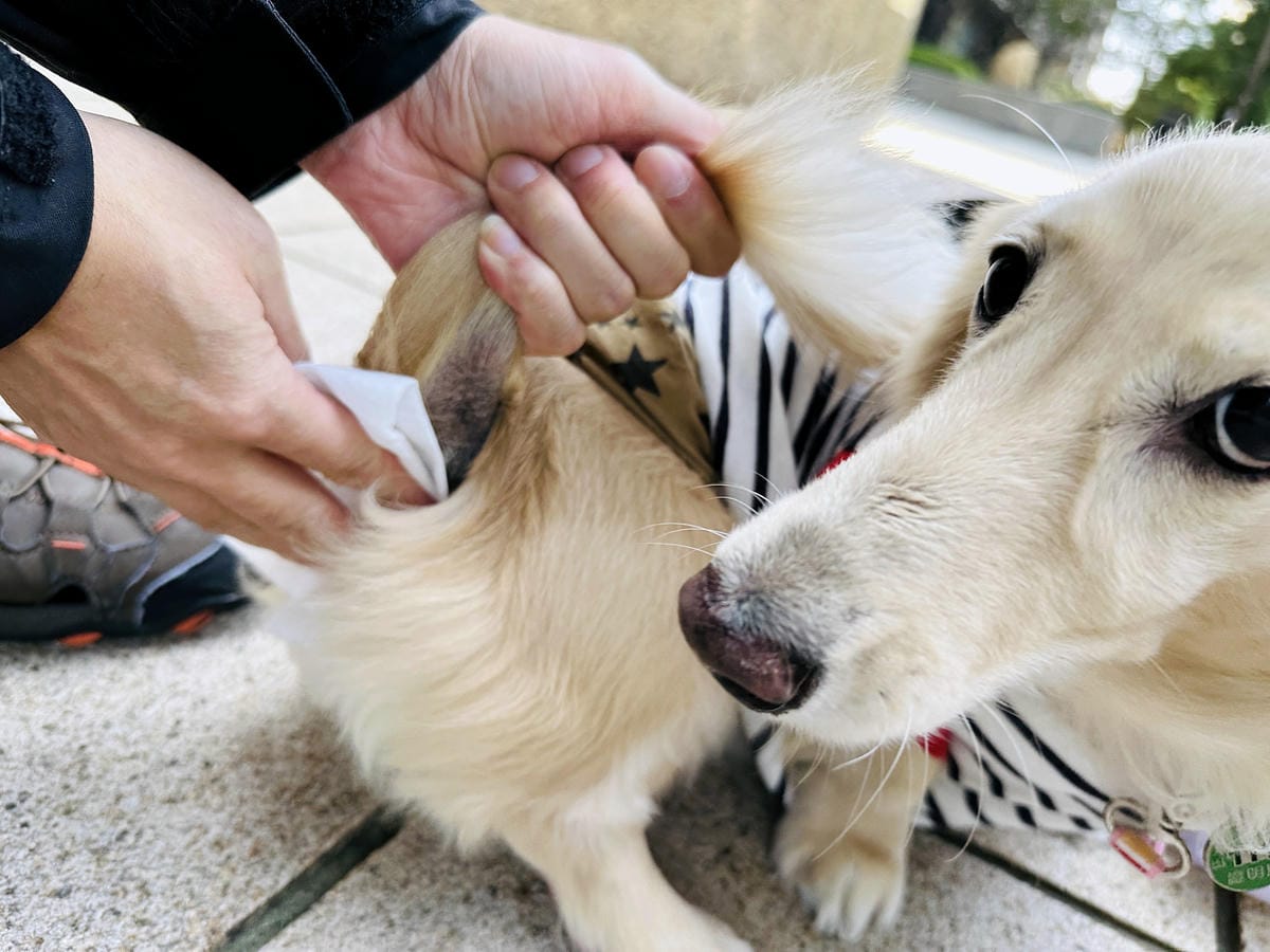 【寵物清潔用品開箱】加『厚』寵物專用濕巾推薦!「高含水量」貓狗都能用清潔濕紙巾