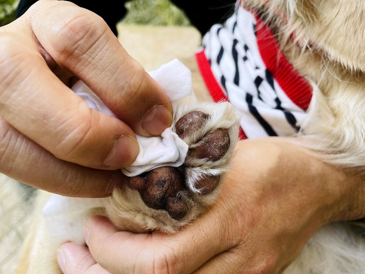 【寵物清潔用品開箱】加『厚』寵物專用濕巾推薦!「高含水量」貓狗都能用清潔濕紙巾