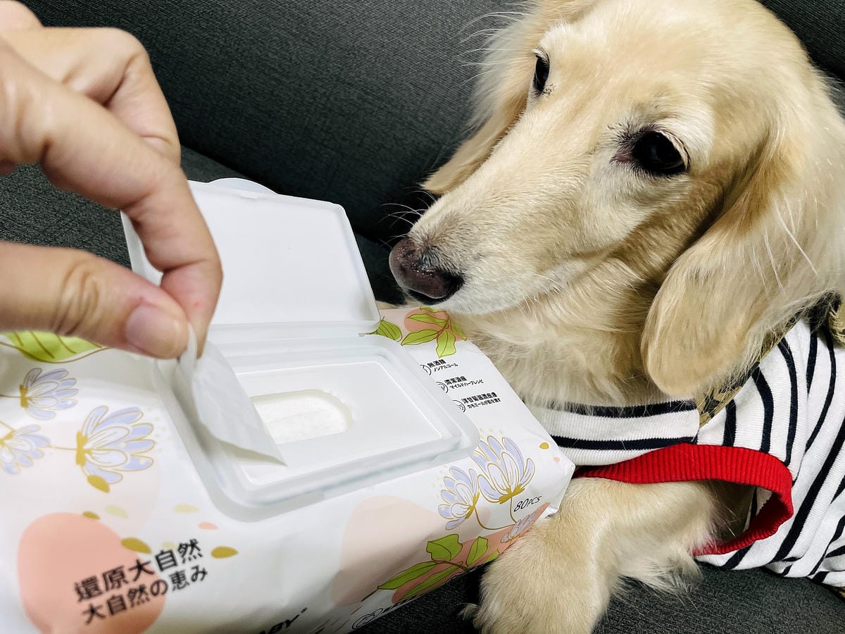 【寵物清潔用品開箱】加『厚』寵物專用濕巾推薦!「高含水量」貓狗都能用清潔濕紙巾