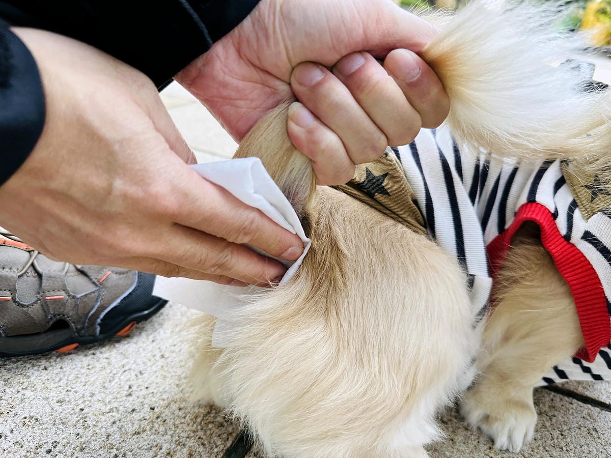 【寵物清潔用品開箱】加『厚』寵物專用濕巾推薦!「高含水量」貓狗都能用清潔濕紙巾