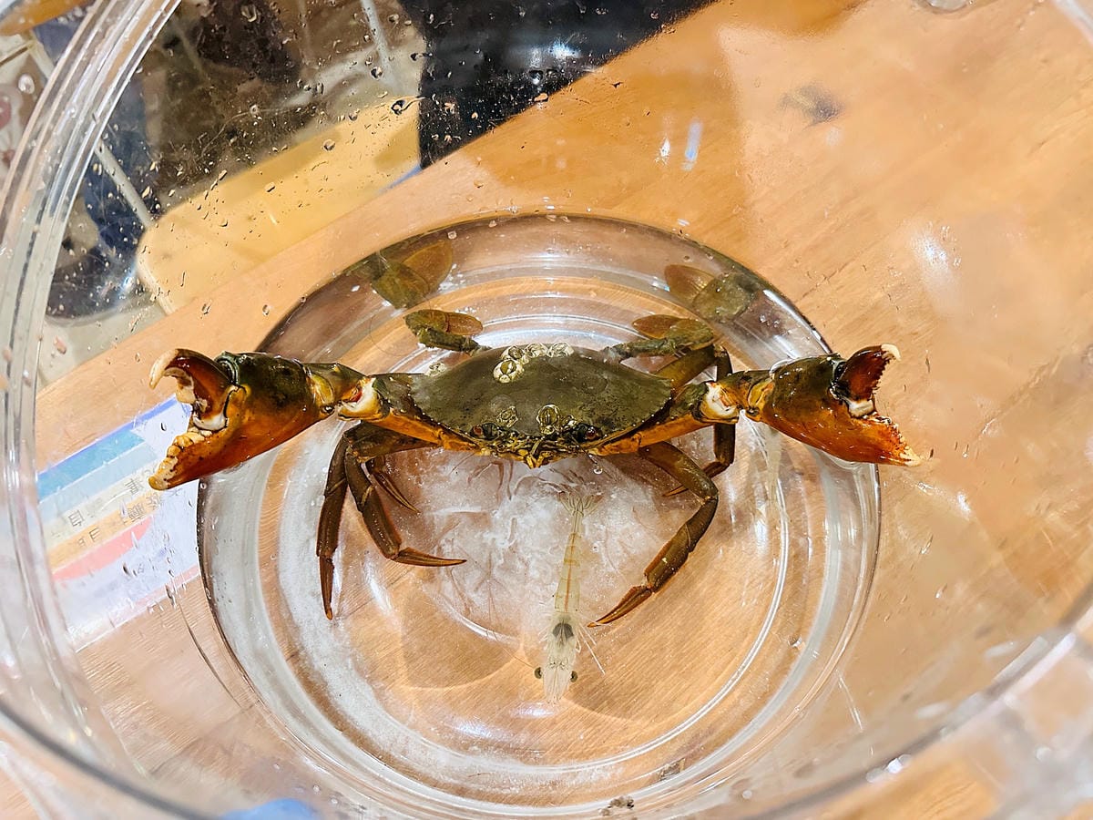 【蟬說:夕陽漫漫】台中清水高美濕地豪華露營!一泊二食免搭帳懶