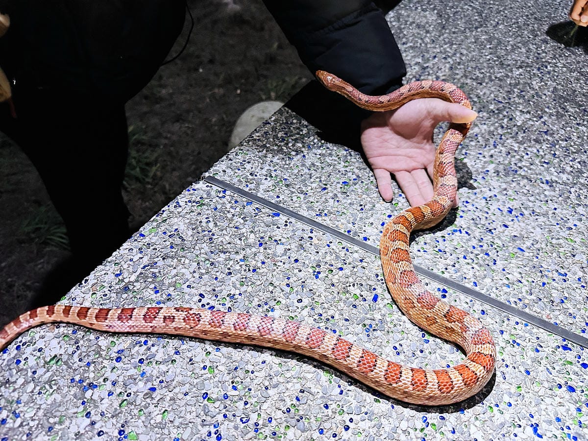 【蟬說:夕陽漫漫】台中清水高美濕地豪華露營!一泊二食免搭帳懶
