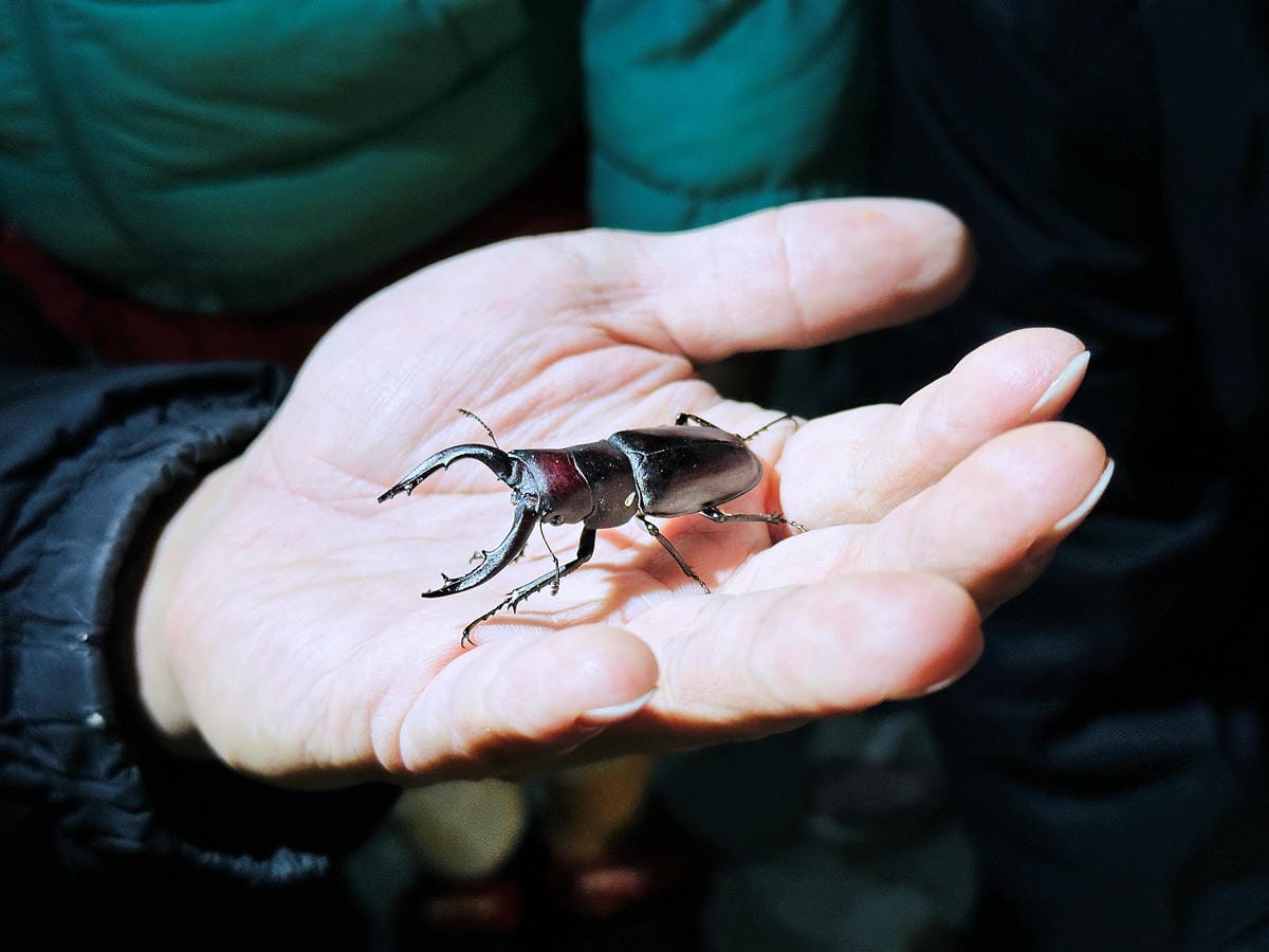 【蟬說:夕陽漫漫】台中清水高美濕地豪華露營!一泊二食免搭帳懶