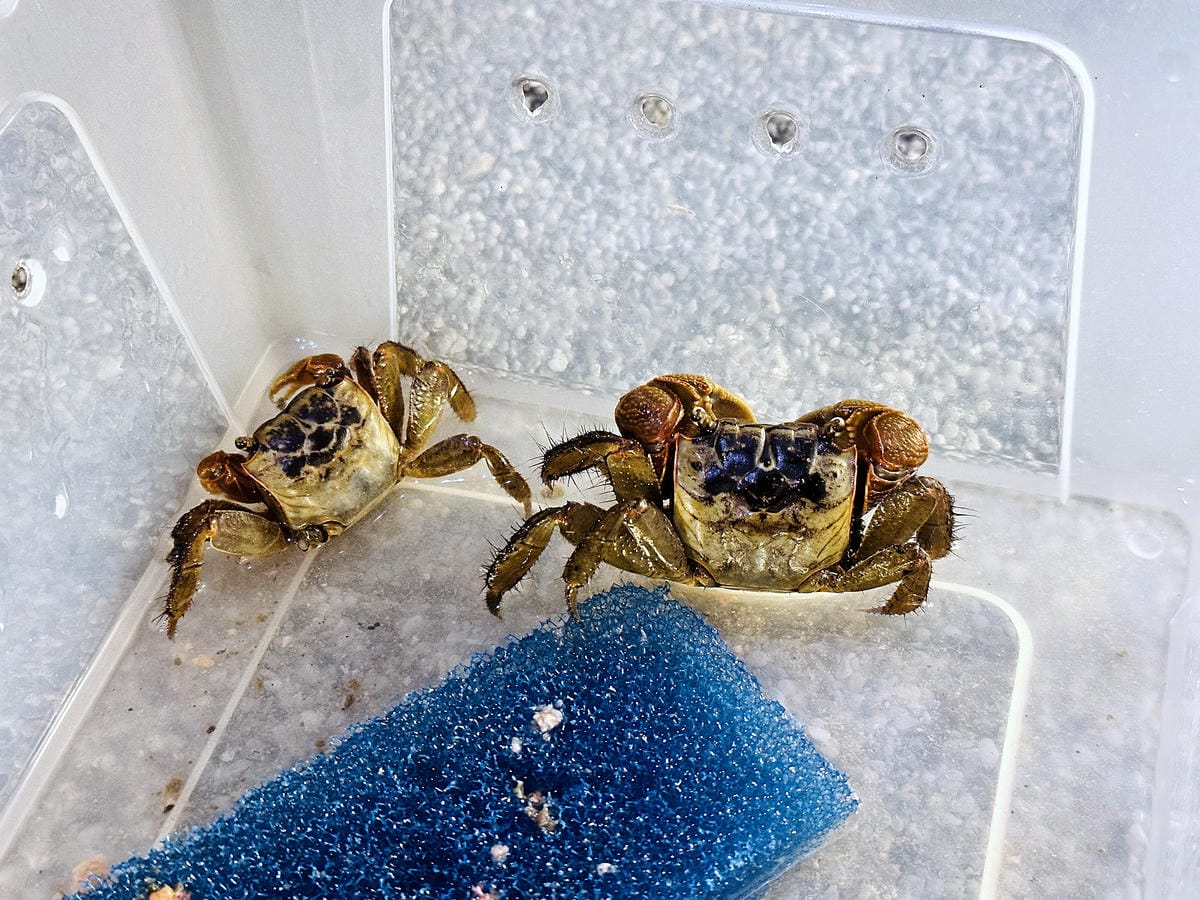 【蟬說:夕陽漫漫】台中清水高美濕地豪華露營!一泊二食免搭帳懶