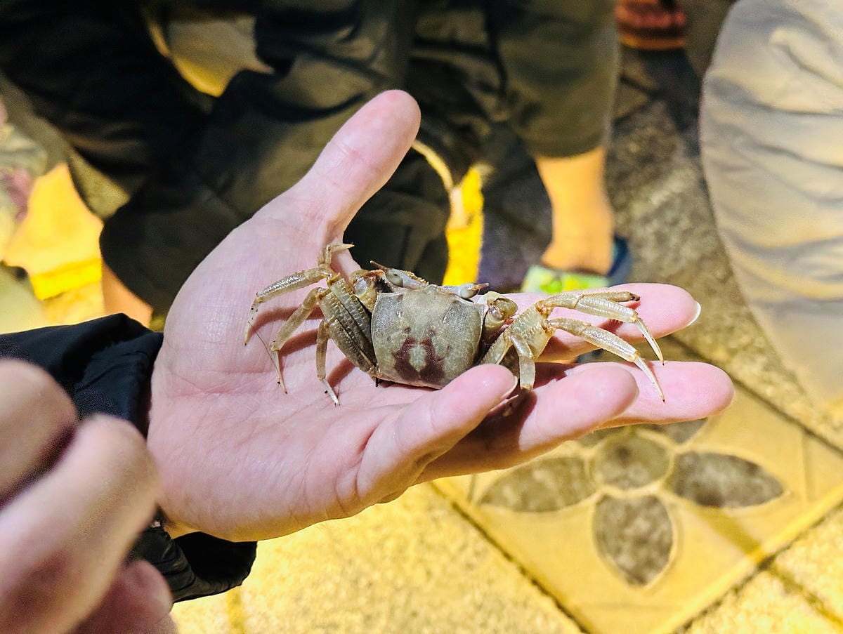【蟬說:夕陽漫漫】台中清水高美濕地豪華露營!一泊二食免搭帳懶