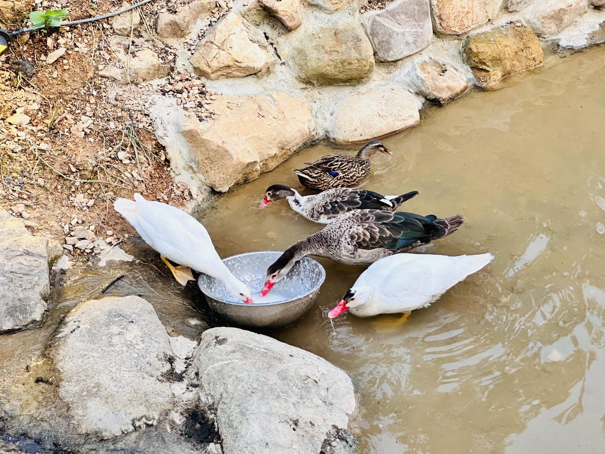 【葉子祕境】南投埔里絕美森林系住宿!超奢華星空villa房型開箱,一泊三食浪漫豪華偽露營!走進大自然裡「森呼吸」