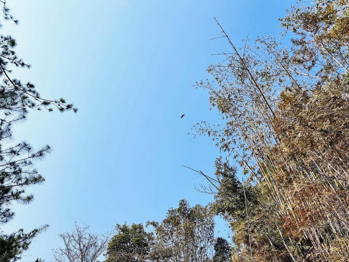 【葉子祕境】南投埔里絕美森林系住宿!超奢華星空villa房型開箱,一泊三食浪漫豪華偽露營!走進大自然裡「森呼吸」