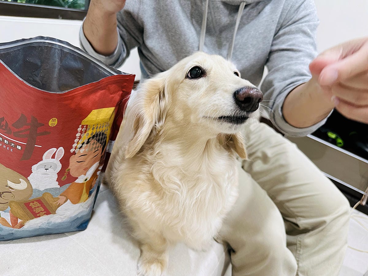 【Abao阿寶】狗狗飼料推薦!大甲鎮瀾宮聯名款「神仙牛天然低敏無穀犬糧」 延續大甲媽祖娘娘的愛與守護『小臘腸咪咪』有呷有保庇啦!
