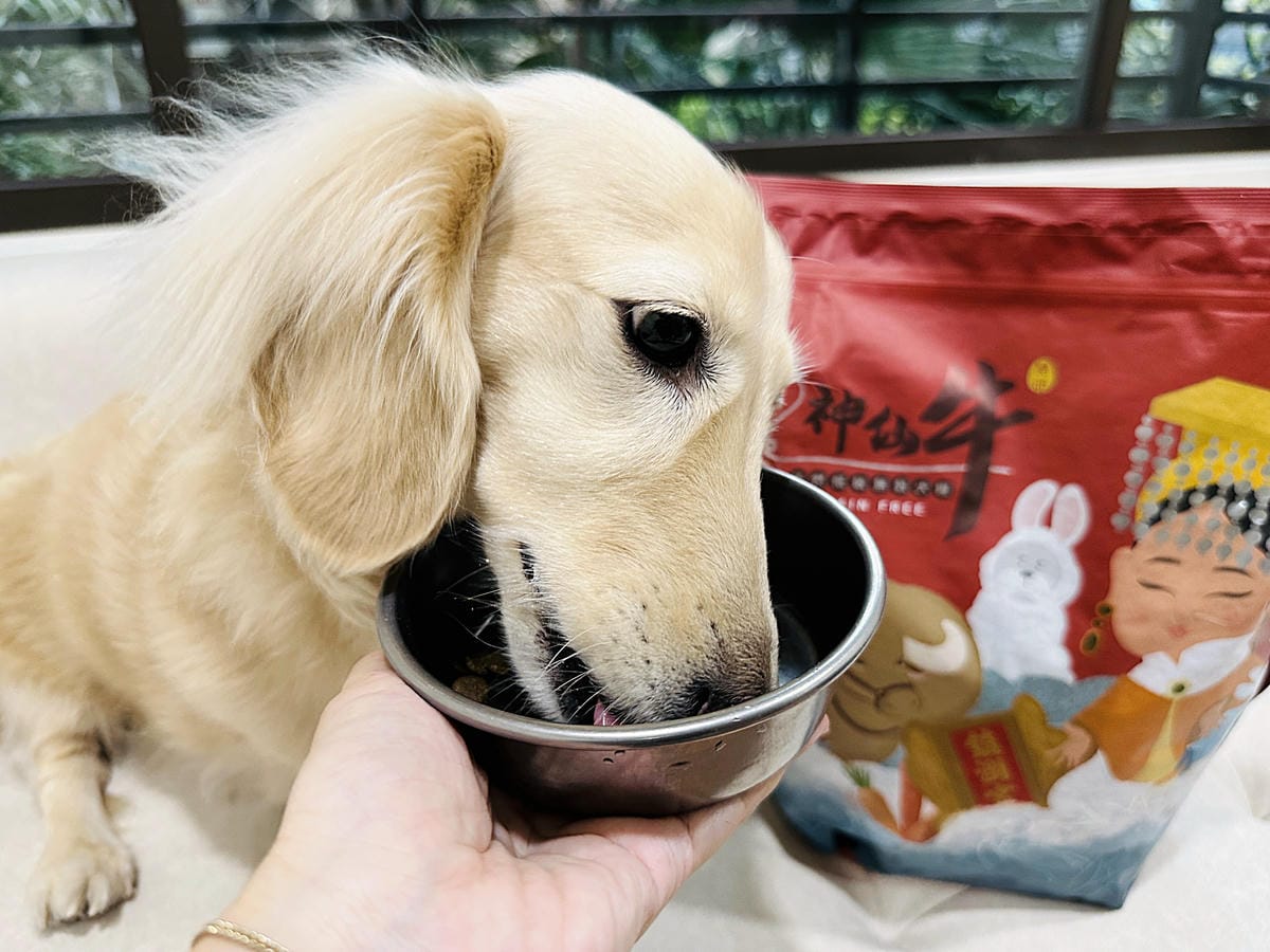 【Abao阿寶】狗狗飼料推薦!大甲鎮瀾宮聯名款「神仙牛天然低敏無穀犬糧」 延續大甲媽祖娘娘的愛與守護『小臘腸咪咪』有呷有保庇啦!