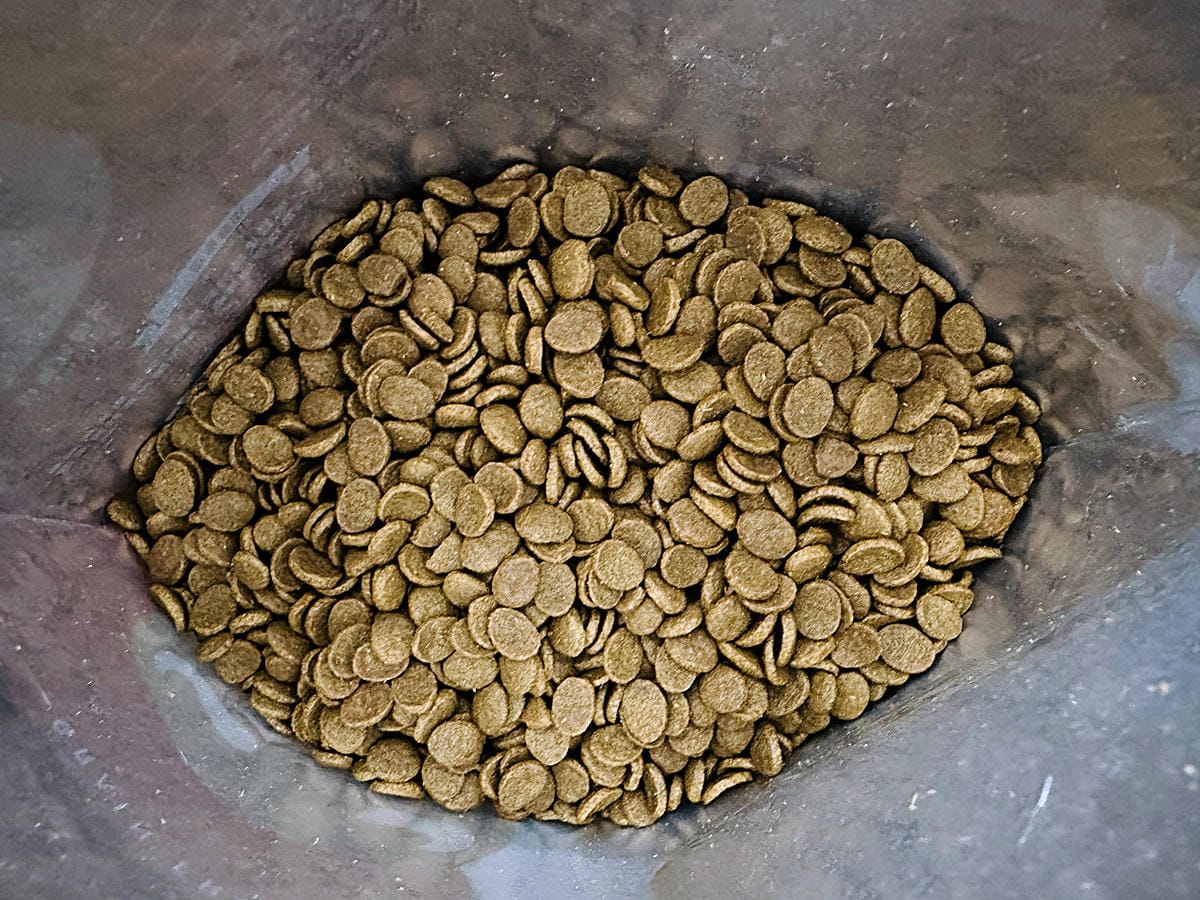 【Abao阿寶】狗狗飼料推薦!大甲鎮瀾宮聯名款「神仙牛天然低敏無穀犬糧」 延續大甲媽祖娘娘的愛與守護『小臘腸咪咪』有呷有保庇啦!