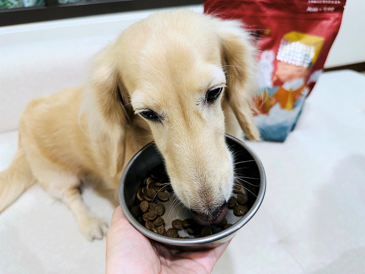 【Abao阿寶】狗狗飼料推薦!大甲鎮瀾宮聯名款「神仙牛天然低敏無穀犬糧」 延續大甲媽祖娘娘的愛與守護『小臘腸咪咪』有呷有保庇啦!