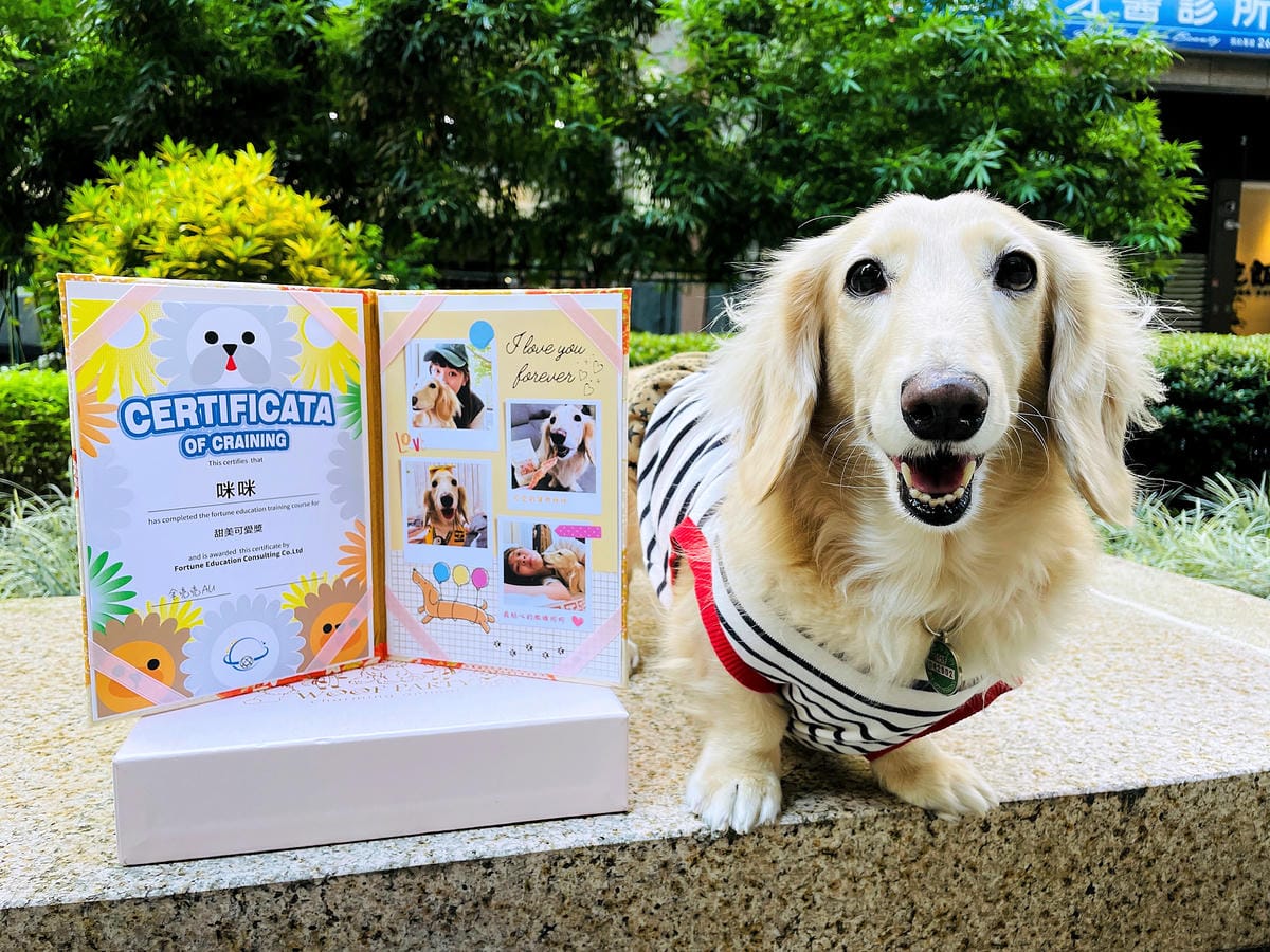 【汪心球SinStar】專屬毛孩精裝獎狀給毛孩最好的愛與鼓勵小臘腸咪咪獲頒『甜美可愛獎』!