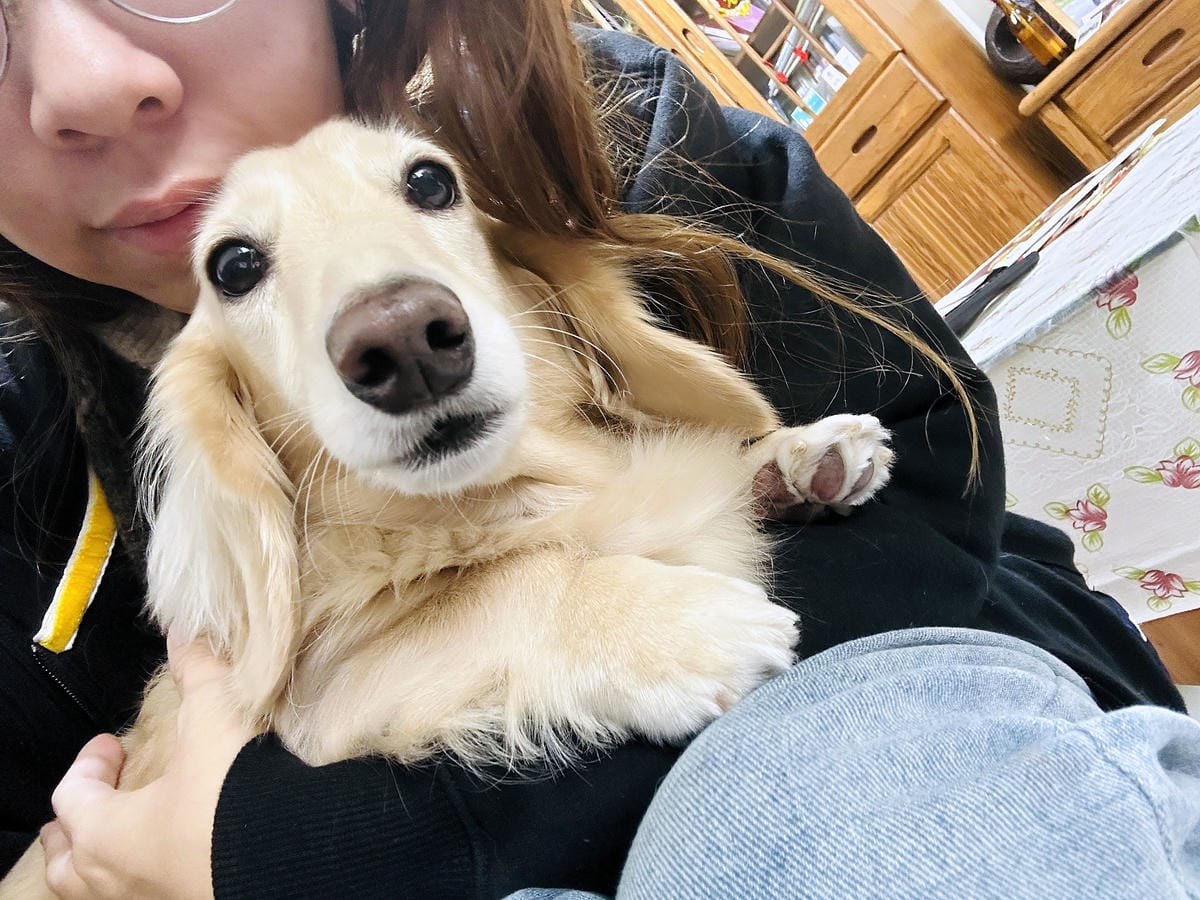 【汪心球SinStar】專屬毛孩精裝獎狀給毛孩最好的愛與鼓勵小臘腸咪咪獲頒『甜美可愛獎』!