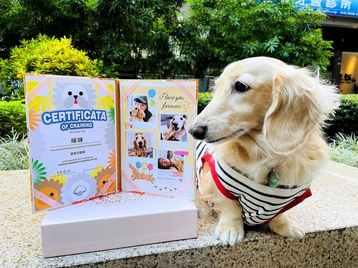 【汪心球SinStar】專屬毛孩精裝獎狀給毛孩最好的愛與鼓勵小臘腸咪咪獲頒『甜美可愛獎』!