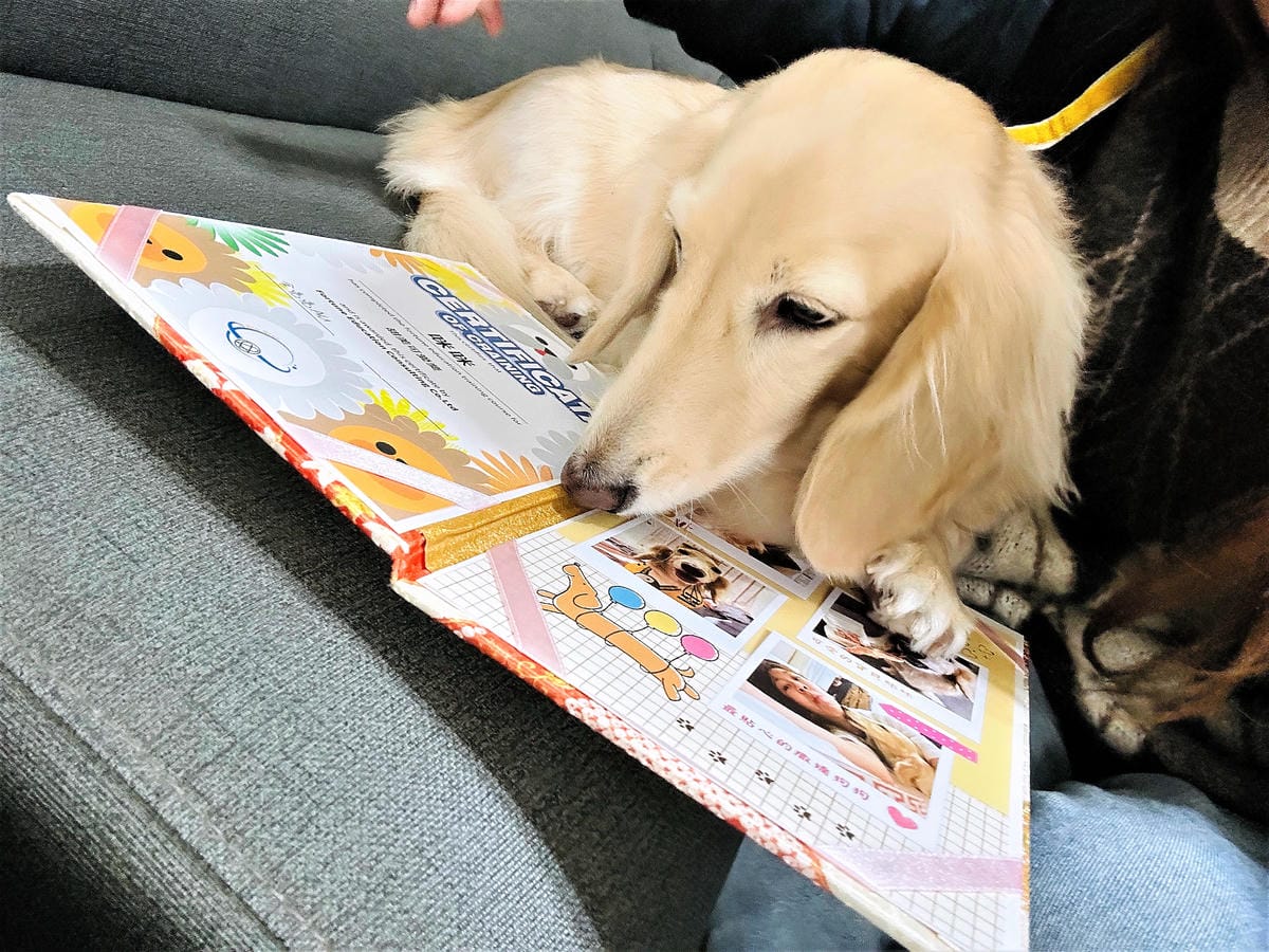 【汪心球SinStar】專屬毛孩精裝獎狀給毛孩最好的愛與鼓勵小臘腸咪咪獲頒『甜美可愛獎』!