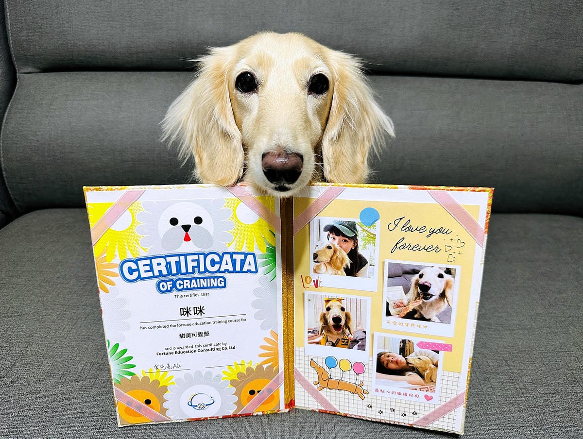【汪心球SinStar】專屬毛孩精裝獎狀給毛孩最好的愛與鼓勵小臘腸咪咪獲頒『甜美可愛獎』!