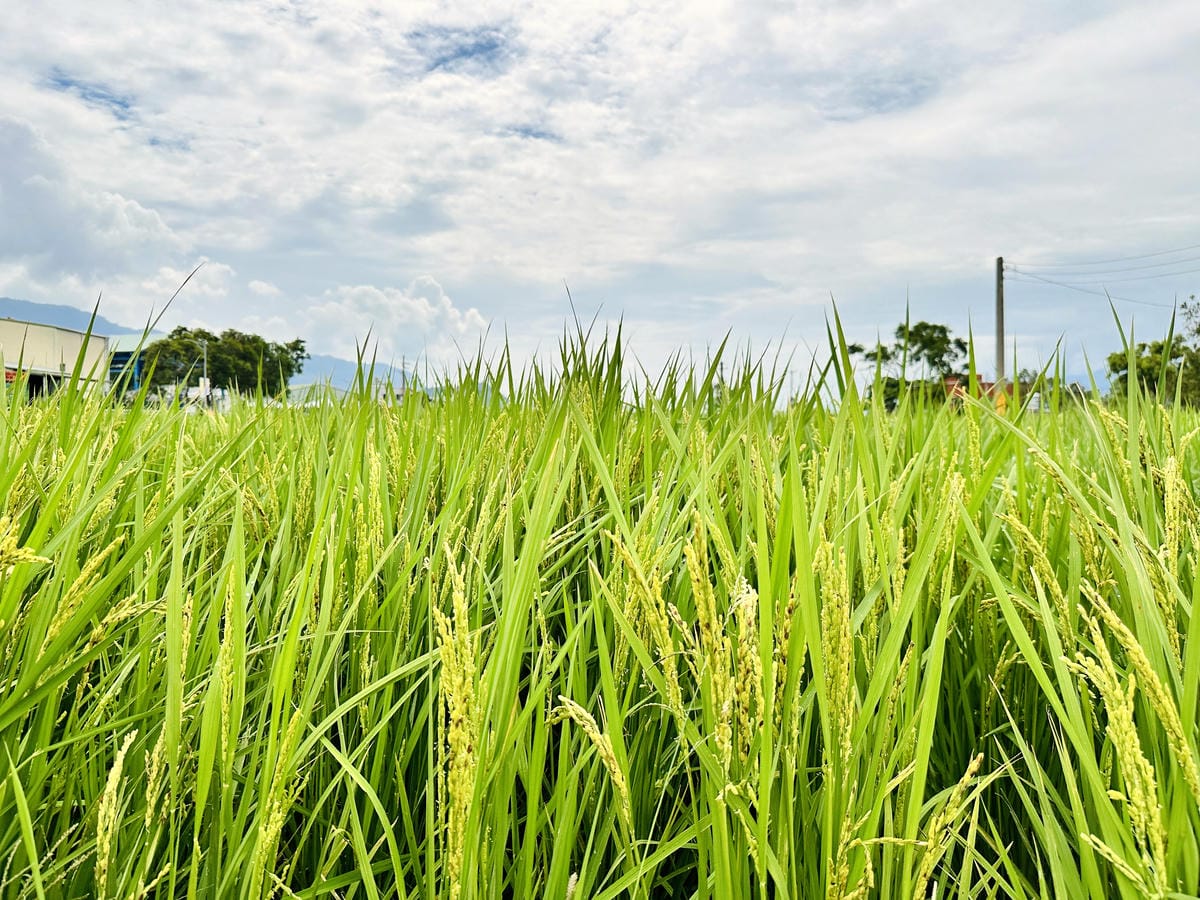 【台東縱谷三天兩夜】跟著導遊吃美食、泡溫泉、部落探索202