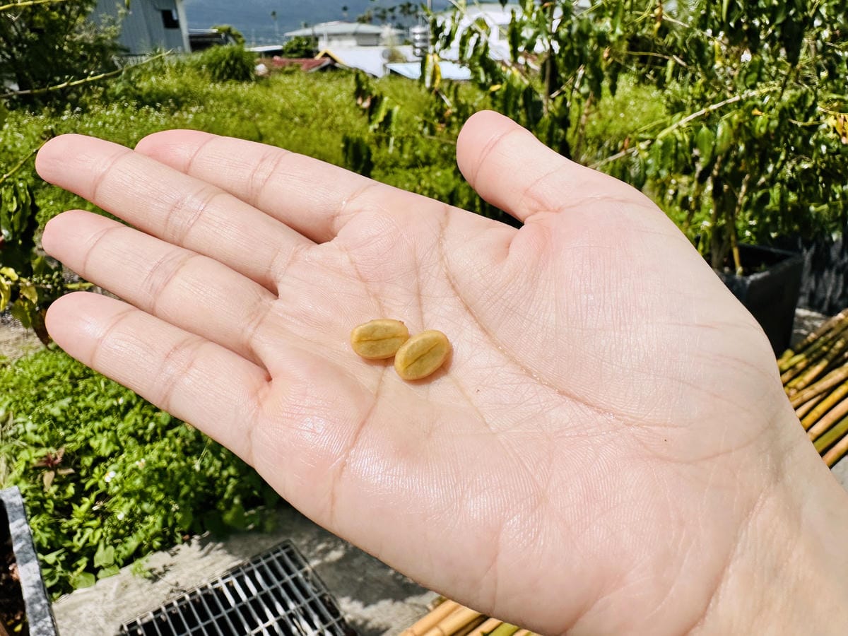 【台東縱谷三天兩夜】跟著導遊吃美食、泡溫泉、部落探索202