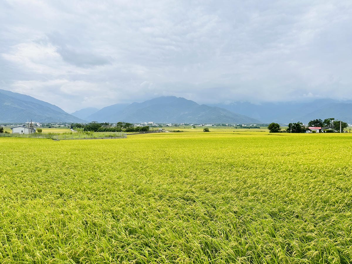 【台東縱谷三天兩夜】跟著導遊吃美食、泡溫泉、部落探索202