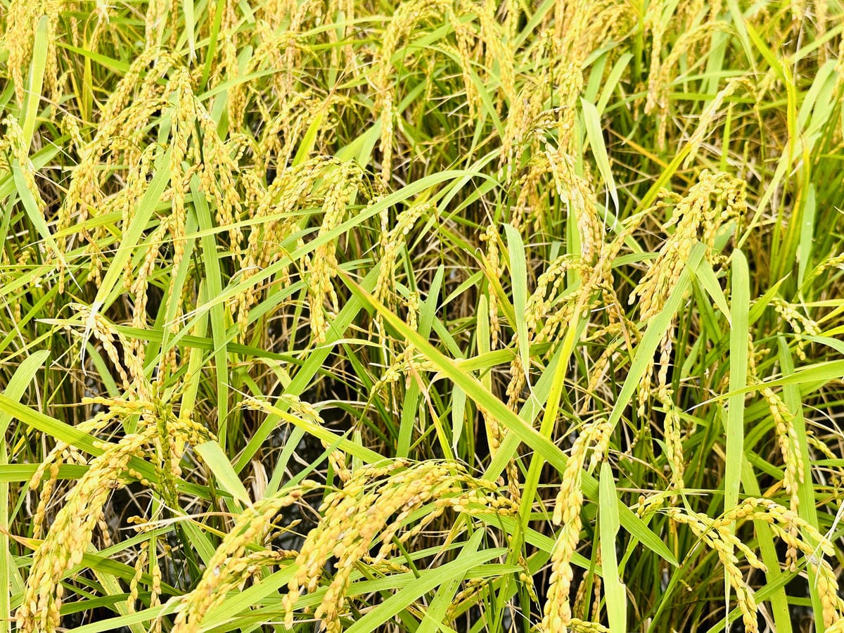 【台東縱谷三天兩夜】跟著導遊吃美食、泡溫泉、部落探索202