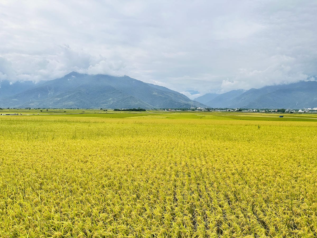 【台東縱谷三天兩夜】跟著導遊吃美食、泡溫泉、部落探索202