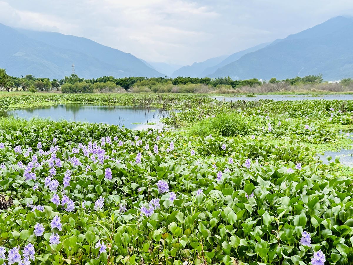 【台東縱谷三天兩夜】跟著導遊吃美食、泡溫泉、部落探索202