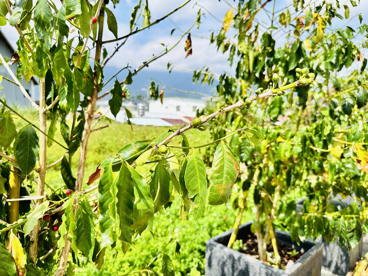 【台東縱谷三天兩夜】跟著導遊吃美食、泡溫泉、部落探索202