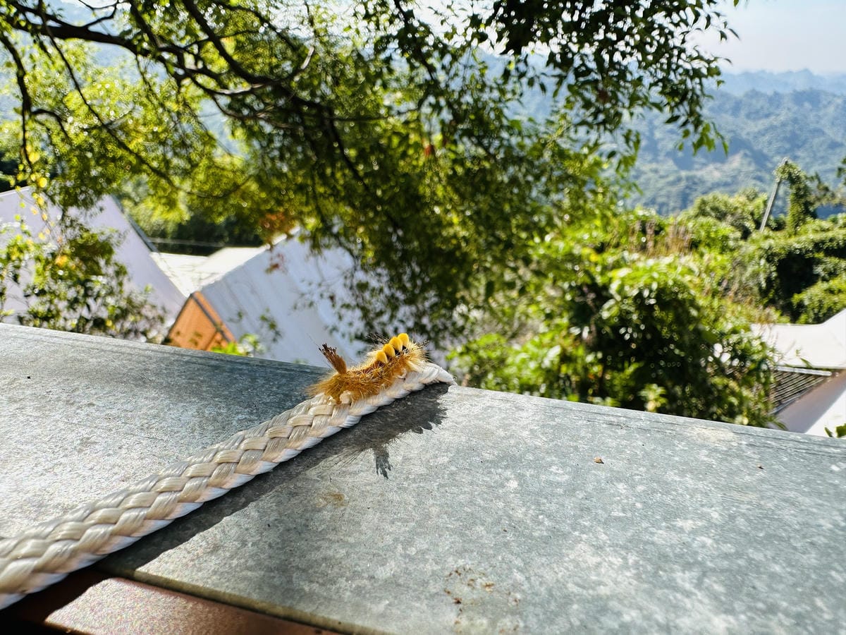 【蟬說:山中靜靜】台中酒桶山豪華秋冬露營,桂花弄帳篷區絕美景