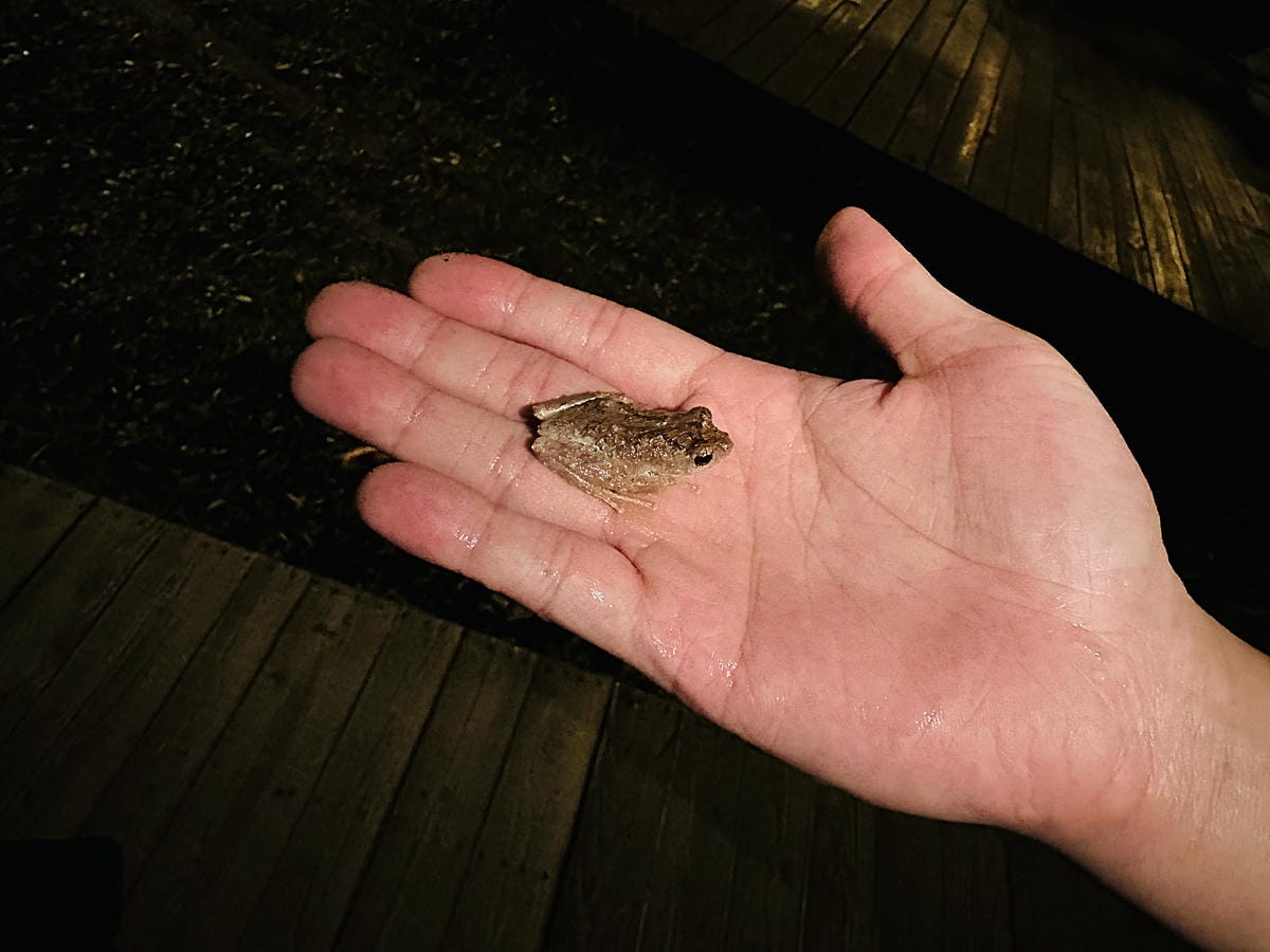 【蟬說:山中靜靜】台中酒桶山豪華秋冬露營,桂花弄帳篷區絕美景