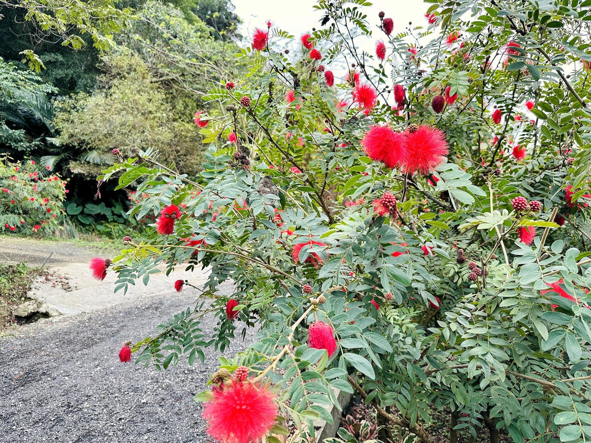 【鳶山紅樓】新北三峽景觀餐廳推薦!精緻創意無菜單料理套餐,絕