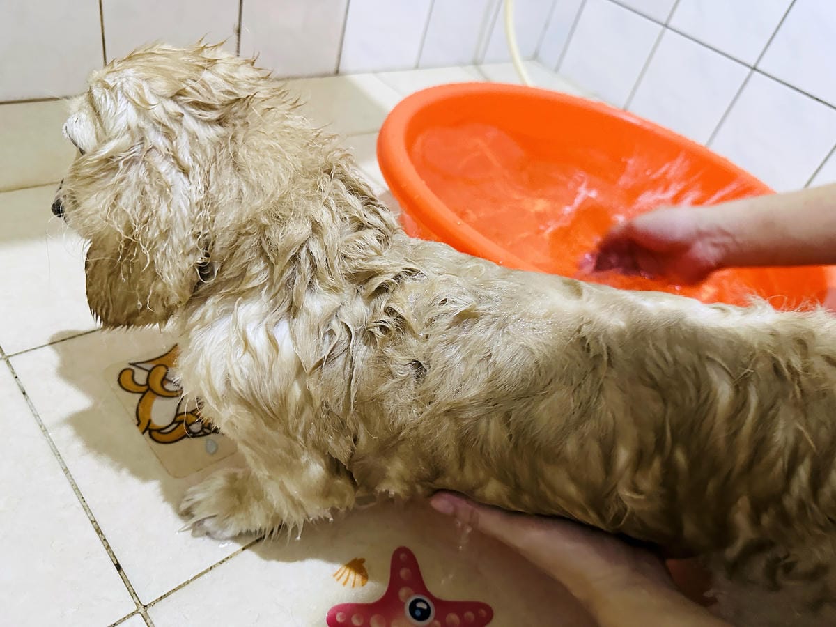 【南法香頌】法國原裝「歐巴拉朵 速潔橄欖油黑肥皂」,100%