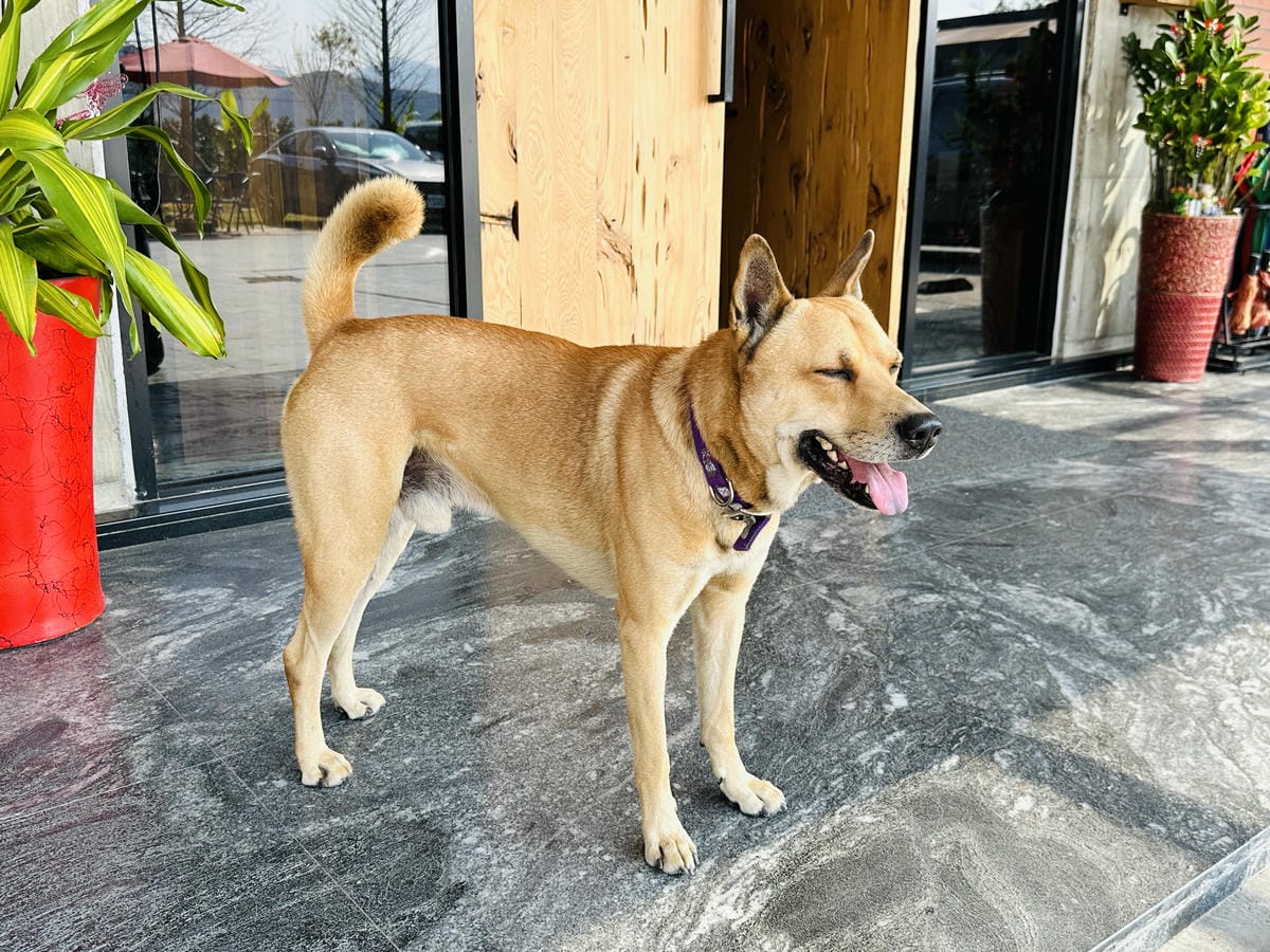 【禾光同晨villa休閒會館】宜蘭三星民宿推薦!高時尚品味「