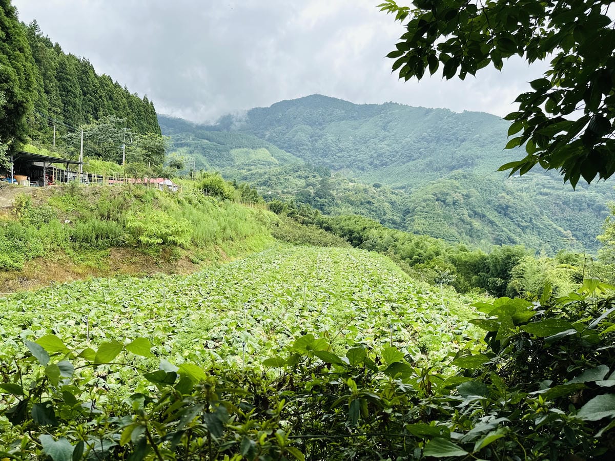 【蟬說:霧繞WooRao】新竹五峰鄉「白蘭部落」露營區推薦!