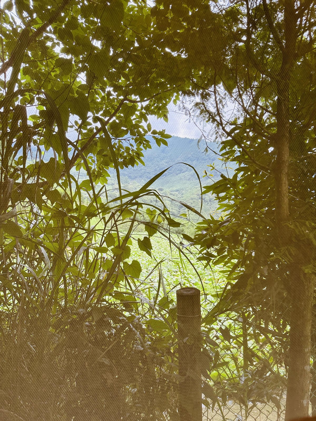 【蟬說:霧繞WooRao】新竹五峰鄉「白蘭部落」露營區推薦!