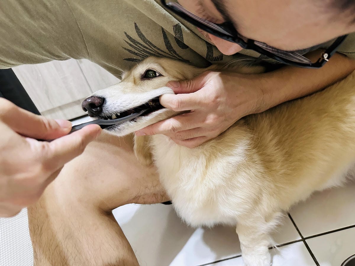 【木酢寵物達人】臭臭退散!毛小孩清潔保養品推薦!純天然木酢清