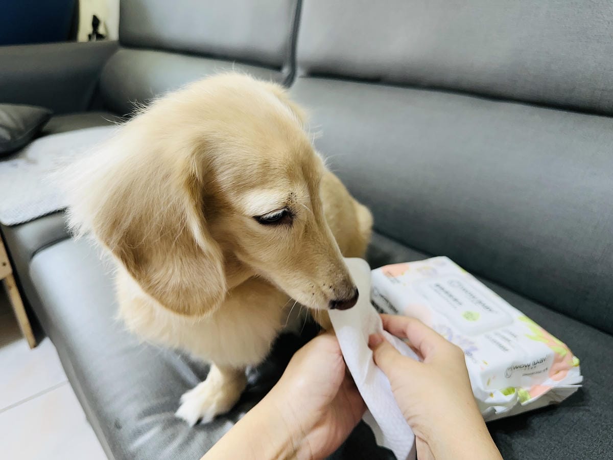 【汪汪寶貝】BER棒寵物機能零食開箱!狗狗零食推薦添加專利芽