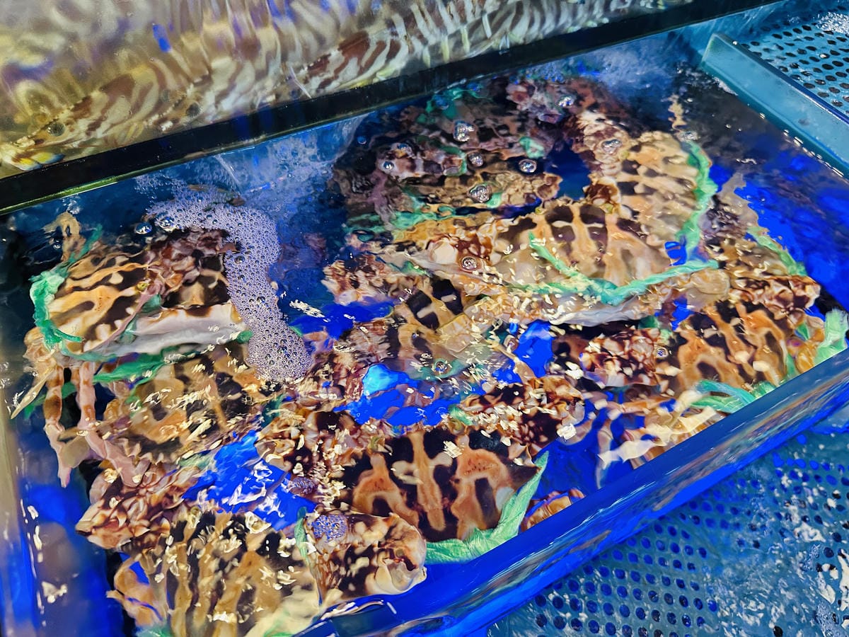 【蟹老闆活海鮮】宜蘭頭城烏石港美食推薦!活海鮮產地直送現撈現