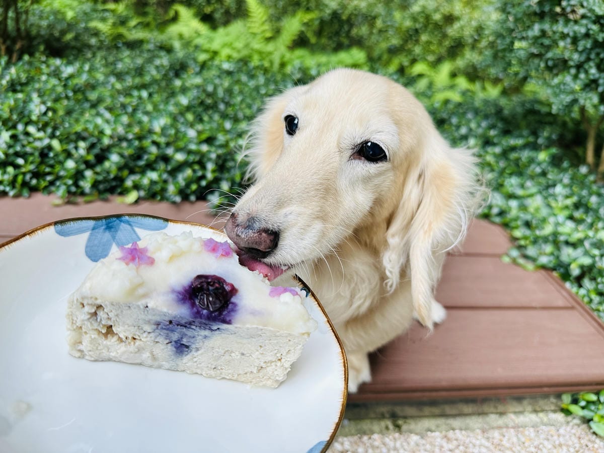 【愛毛客】寵物鮮食推薦!營養健康元氣滿滿,超可愛手作寵物鮮食