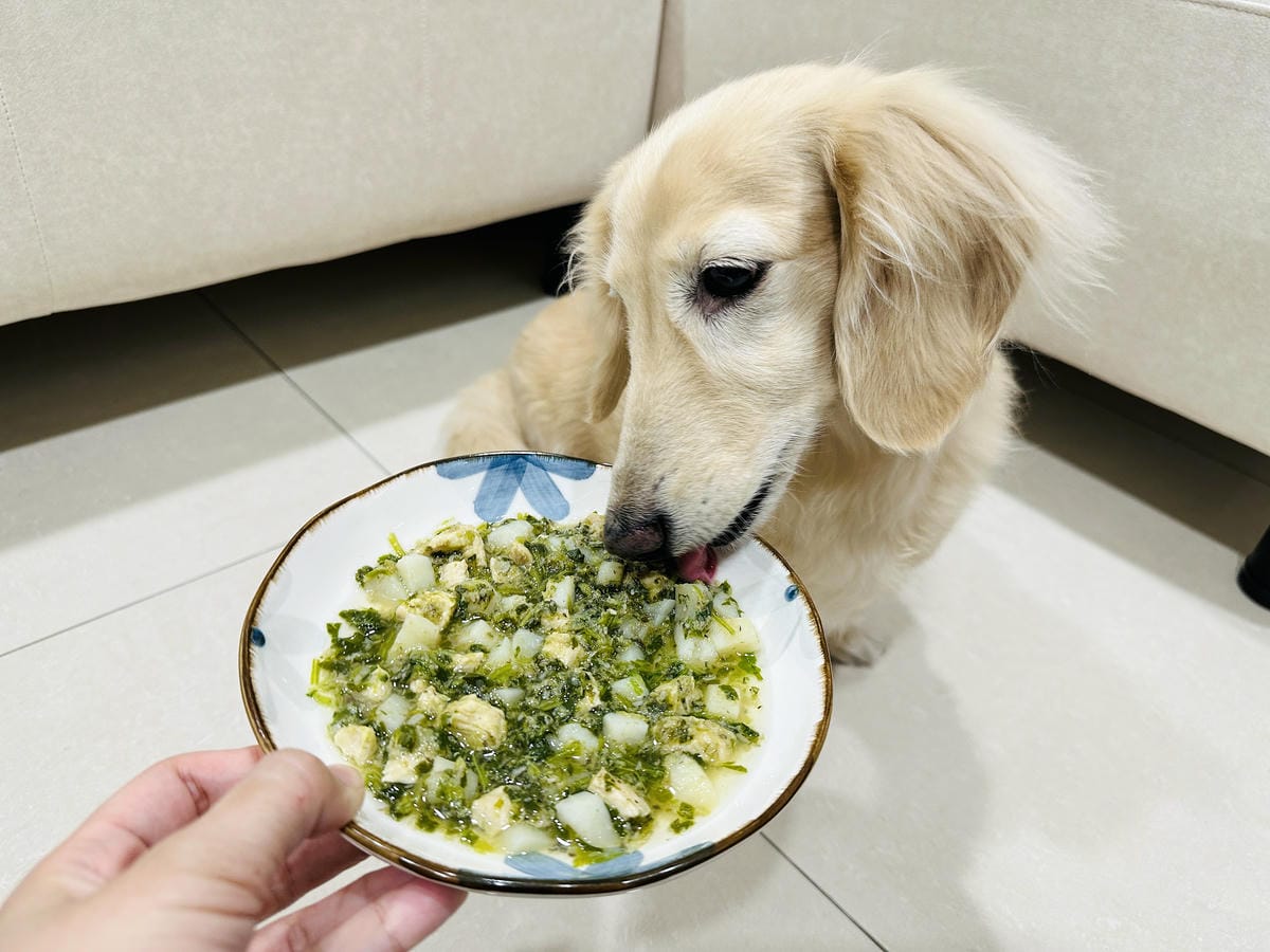 【愛毛客】寵物鮮食推薦!營養健康元氣滿滿,超可愛手作寵物鮮食