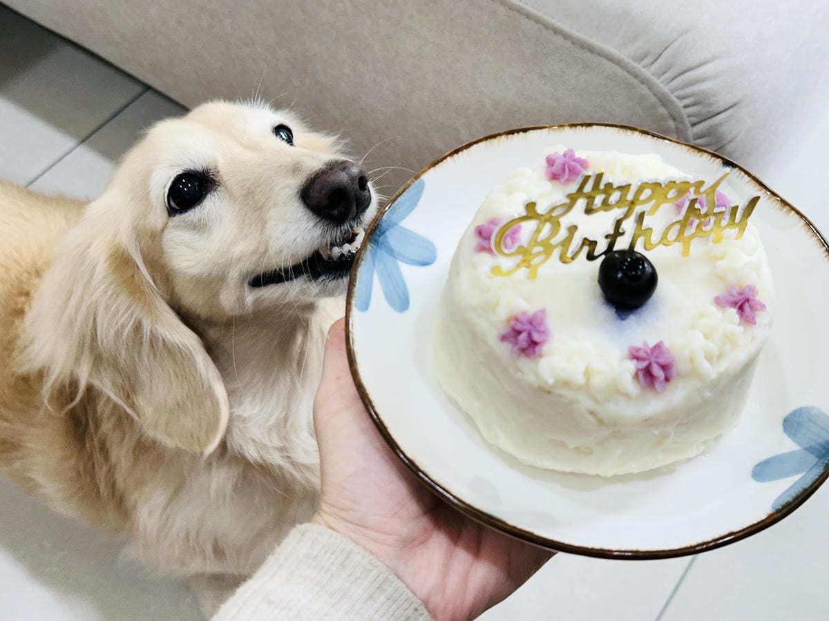 【愛毛客】寵物鮮食推薦!營養健康元氣滿滿,超可愛手作寵物鮮食