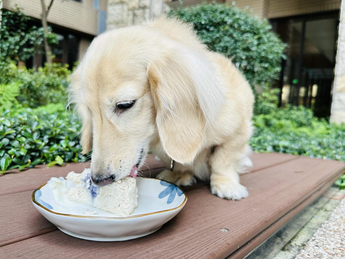 【愛毛客】寵物鮮食推薦!營養健康元氣滿滿,超可愛手作寵物鮮食