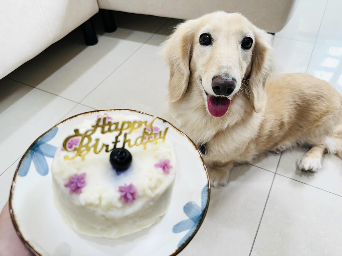 【愛毛客】寵物鮮食推薦!營養健康元氣滿滿,超可愛手作寵物鮮食