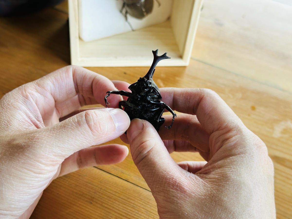 【築夢森居】嘉義親子旅行必訪!野奢豪華露營車開箱,超多元體驗